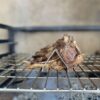 LK's - T-Bone Rack - 430 Stainless Steel T-Bone and Braai Rack - Image 3